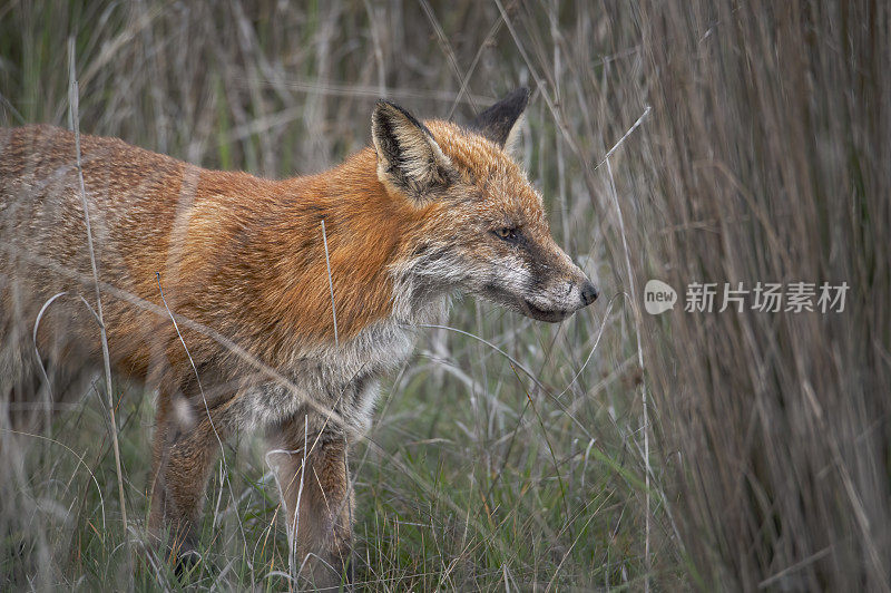 红狐(Vulpes Vulpes)